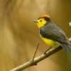 Lesnacek obojkovy - Myioborus torquatus - Collared Redstart Whitestart 8808